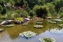 Fish Pond